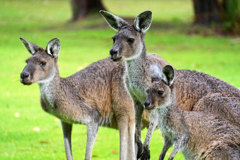 Three kangaroos of different ages stand in a group