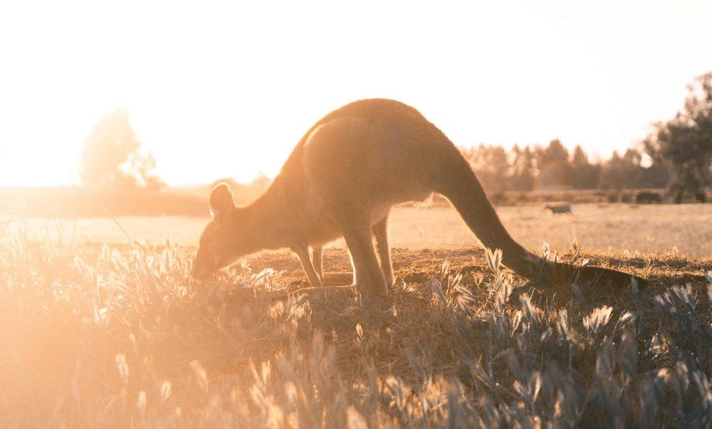 A kangaroo in silhouette sniffs the ground at sunset, with golden orange sunlight
