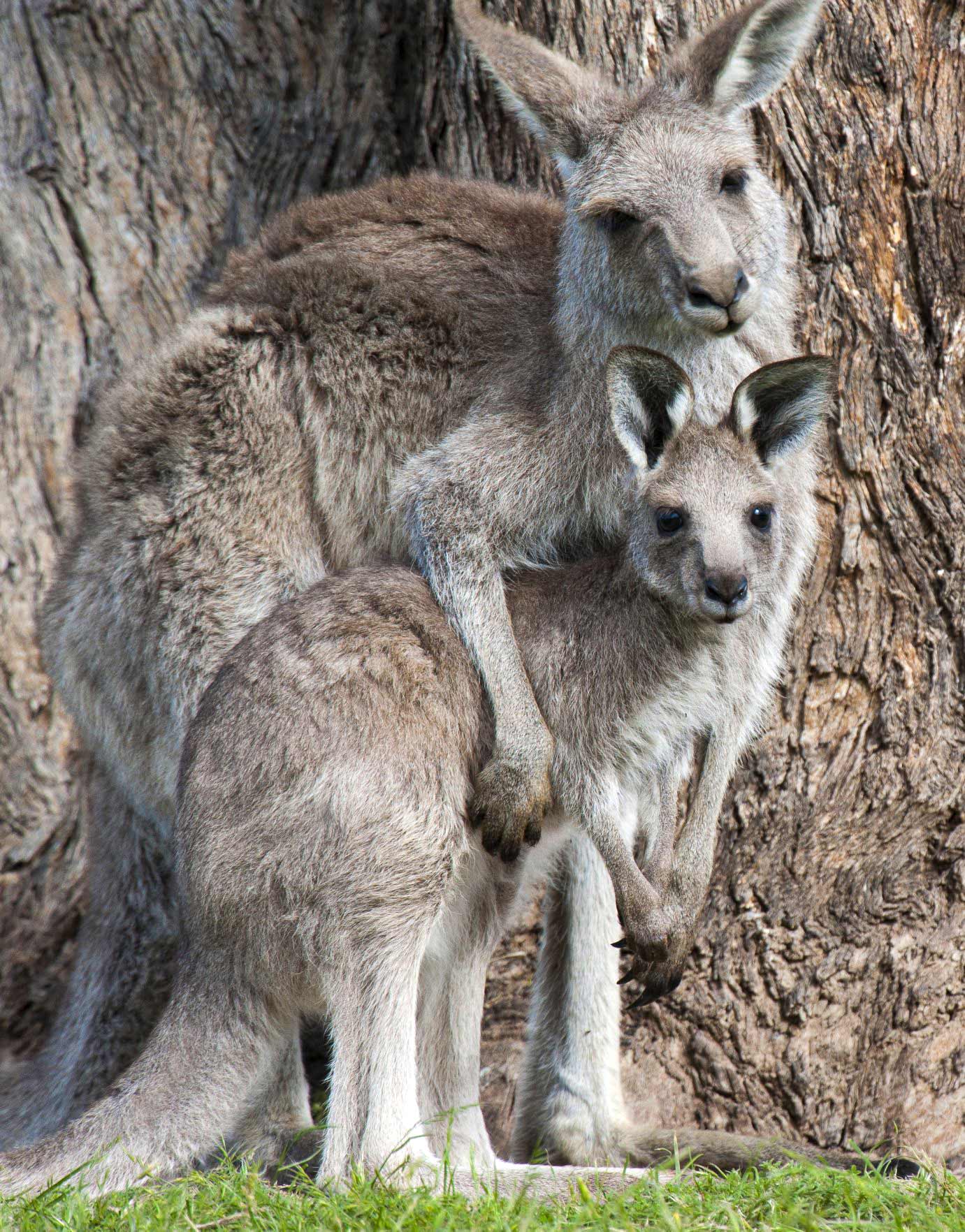 A standing mother kangaroo embraces her joey loveingly