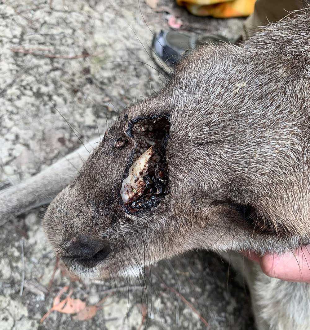 A close-up of a kangaroo's face which has a severe, open bullet wound