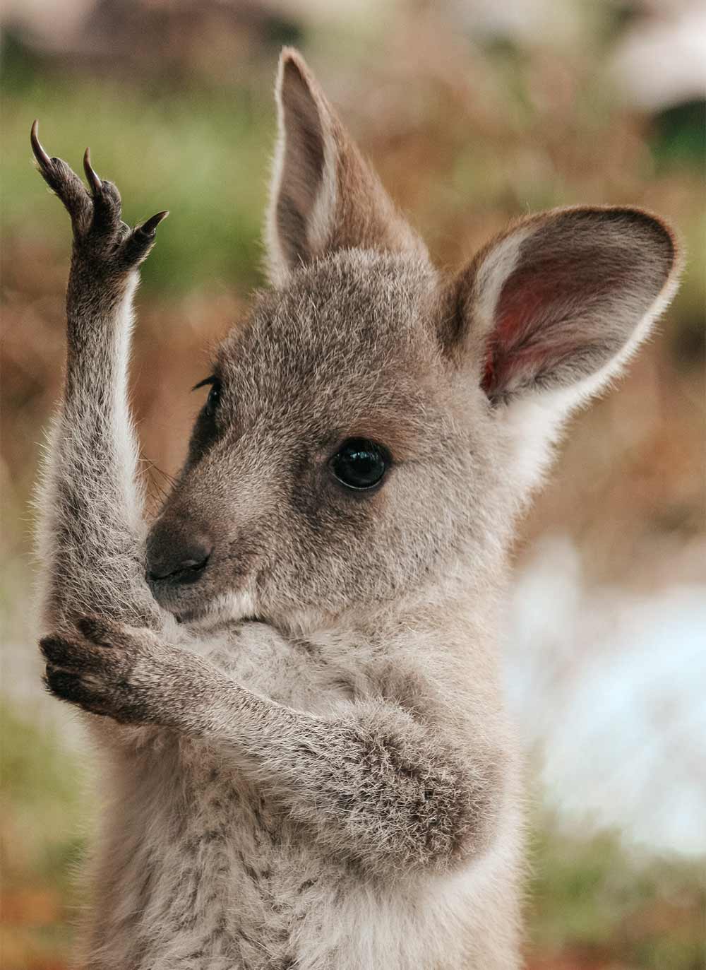 A cute baby kangaroo holding their arms up